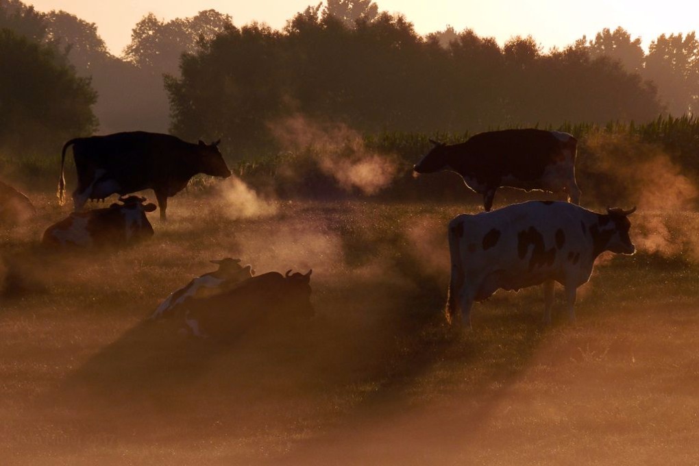 Cows In The Morning Mist